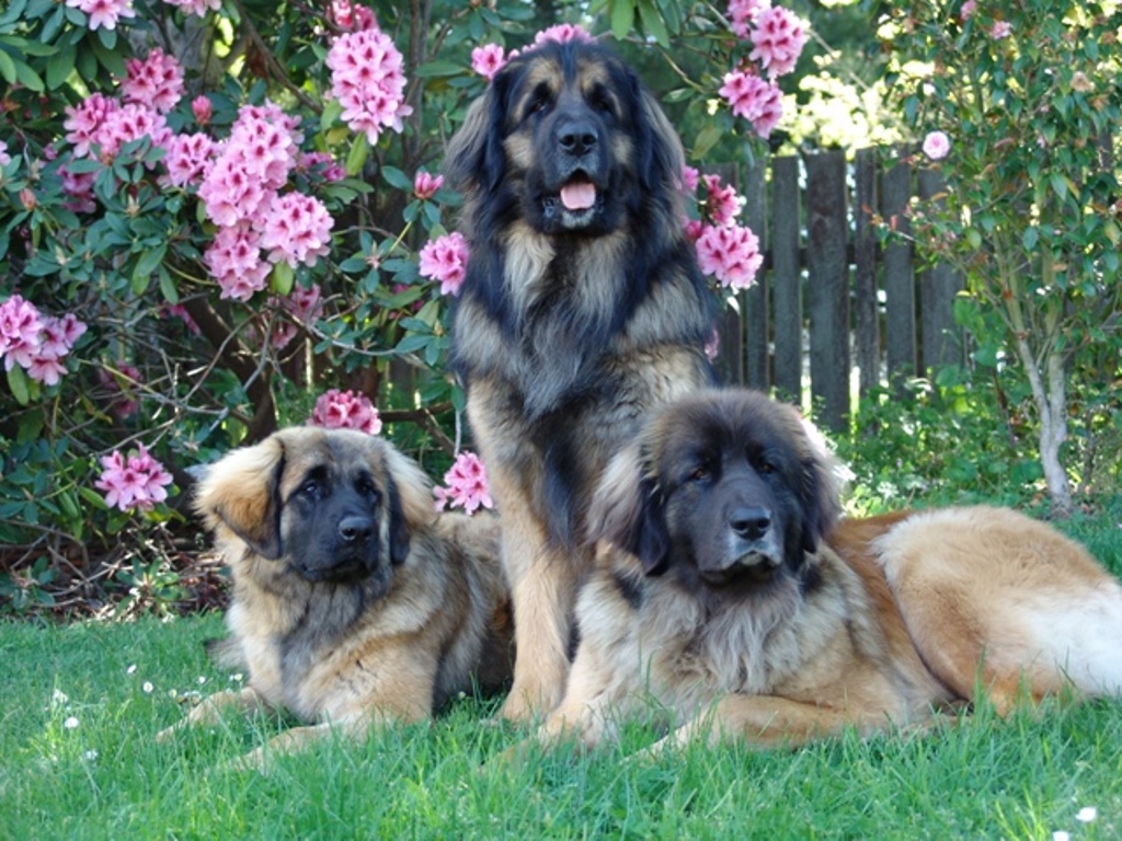 The Giant Leonberger Dog “The New Lion” (26)