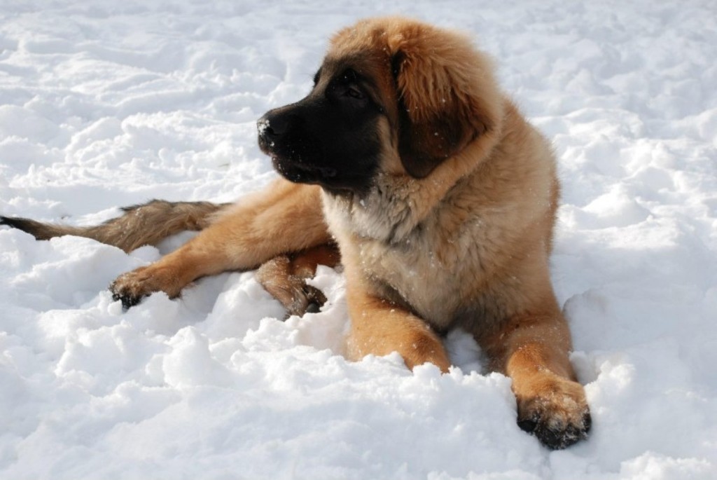 The Giant Leonberger Dog “The New Lion” (27)