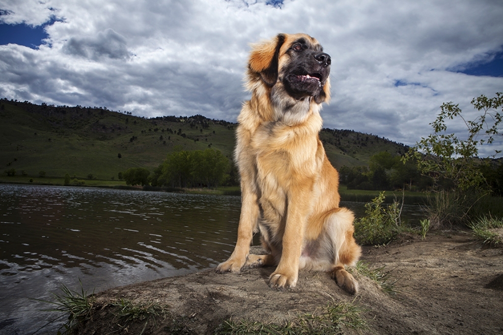 The Giant Leonberger Dog “The New Lion” (28)