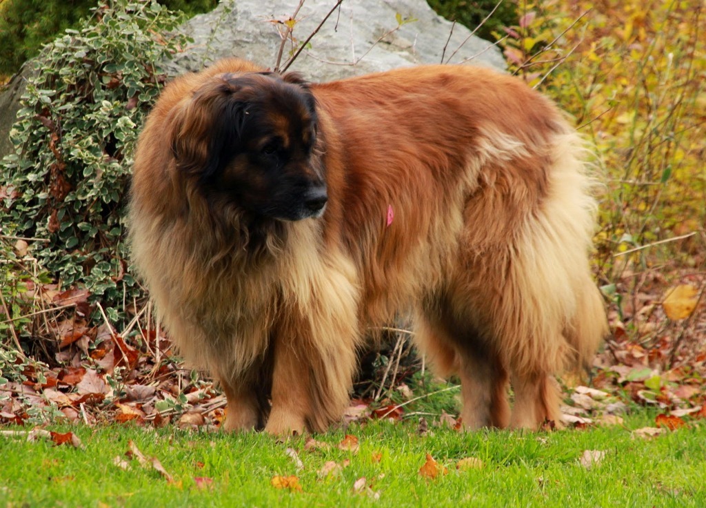 The Giant Leonberger Dog “The New Lion” (29)