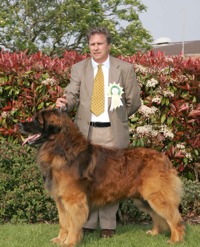 5 Hottest Facts About Giant Leonberger Dog “The New Lion” 4 The Giant Leonberger Dog “The New Lion” (3)