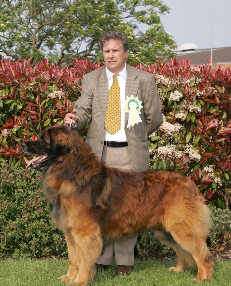The Giant Leonberger Dog “The New Lion” (3)