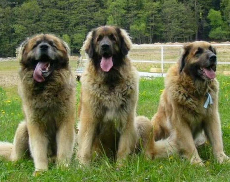 The Giant Leonberger Dog “The New Lion” (30)