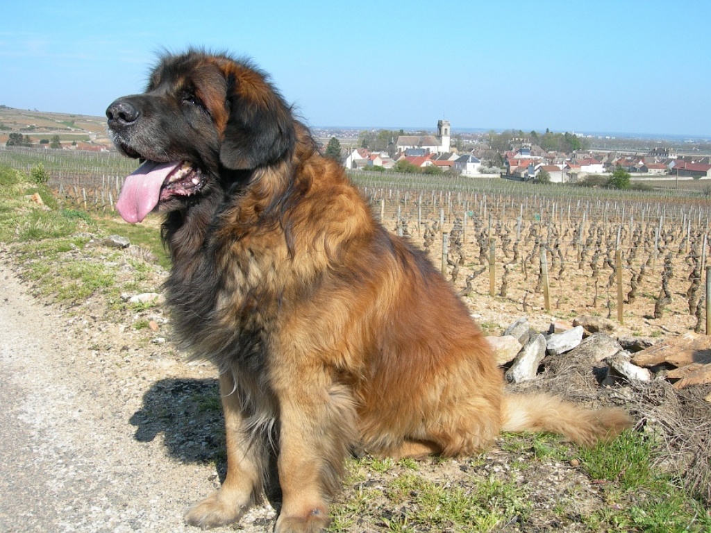 The Giant Leonberger Dog “The New Lion” (31)