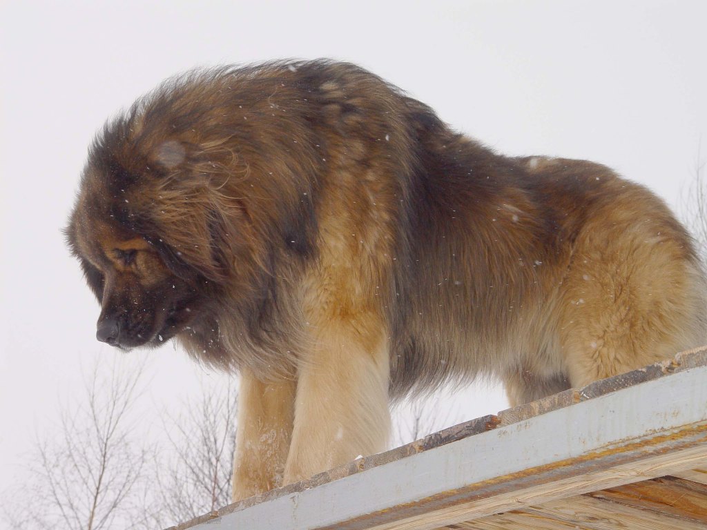 The Giant Leonberger Dog “The New Lion” (32)