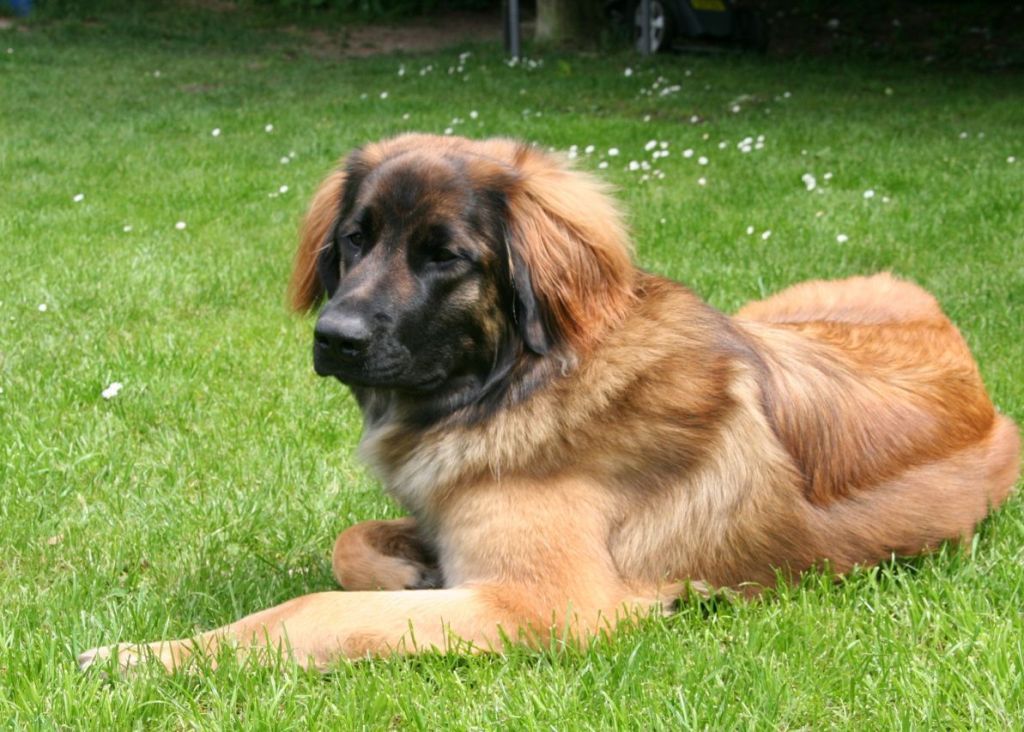 The Giant Leonberger Dog “The New Lion” (4)