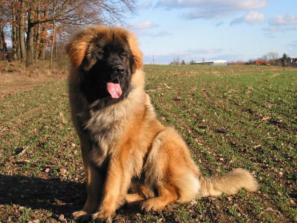 The Giant Leonberger Dog “The New Lion” (5)