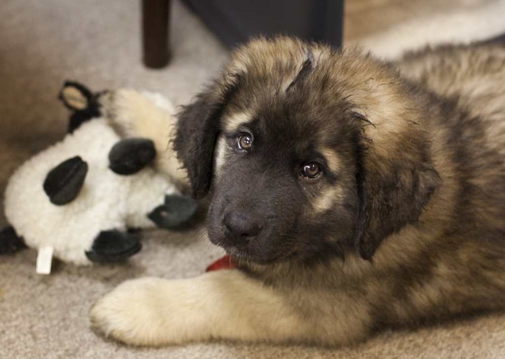 5 Hottest Facts About Giant Leonberger Dog “The New Lion” 7 The Giant Leonberger Dog “The New Lion” (6)