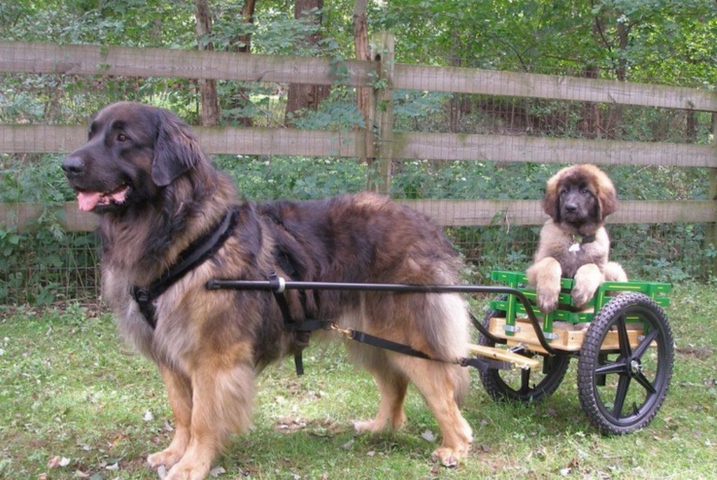 The Giant Leonberger Dog “The New Lion” (7)