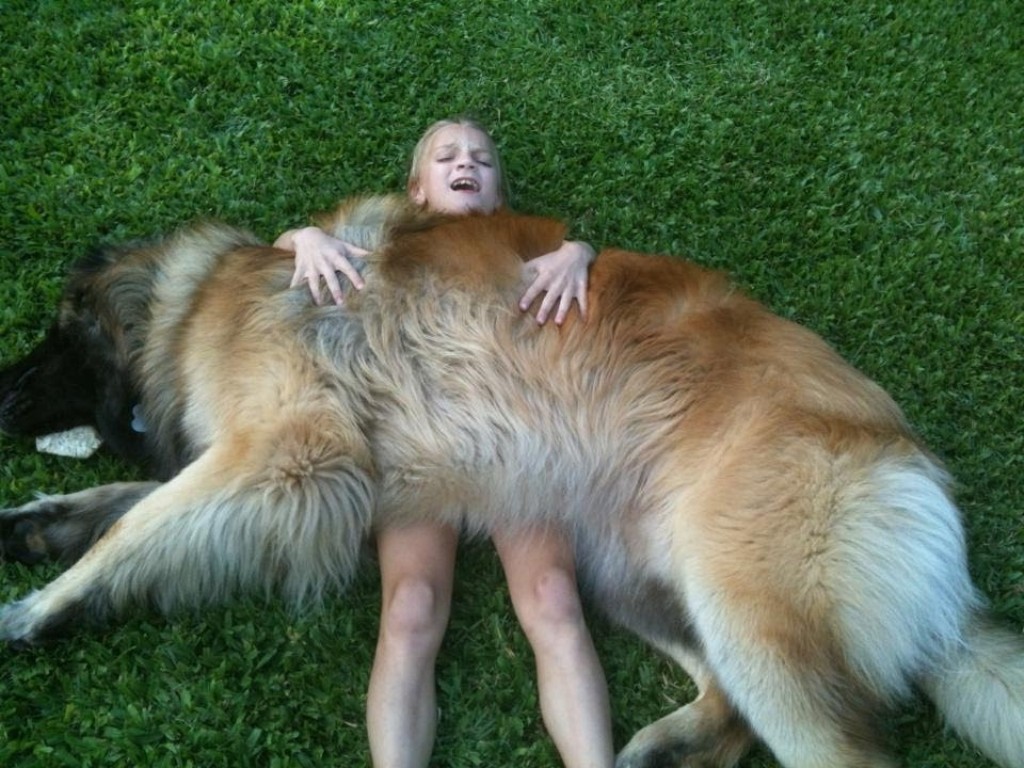 The Giant Leonberger Dog “The New Lion” (8)
