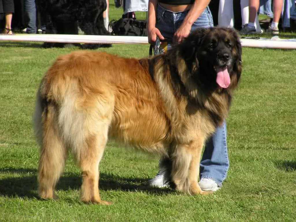 5 Hottest Facts About Giant Leonberger Dog “The New Lion” 10 The Giant Leonberger Dog “The New Lion” (9)