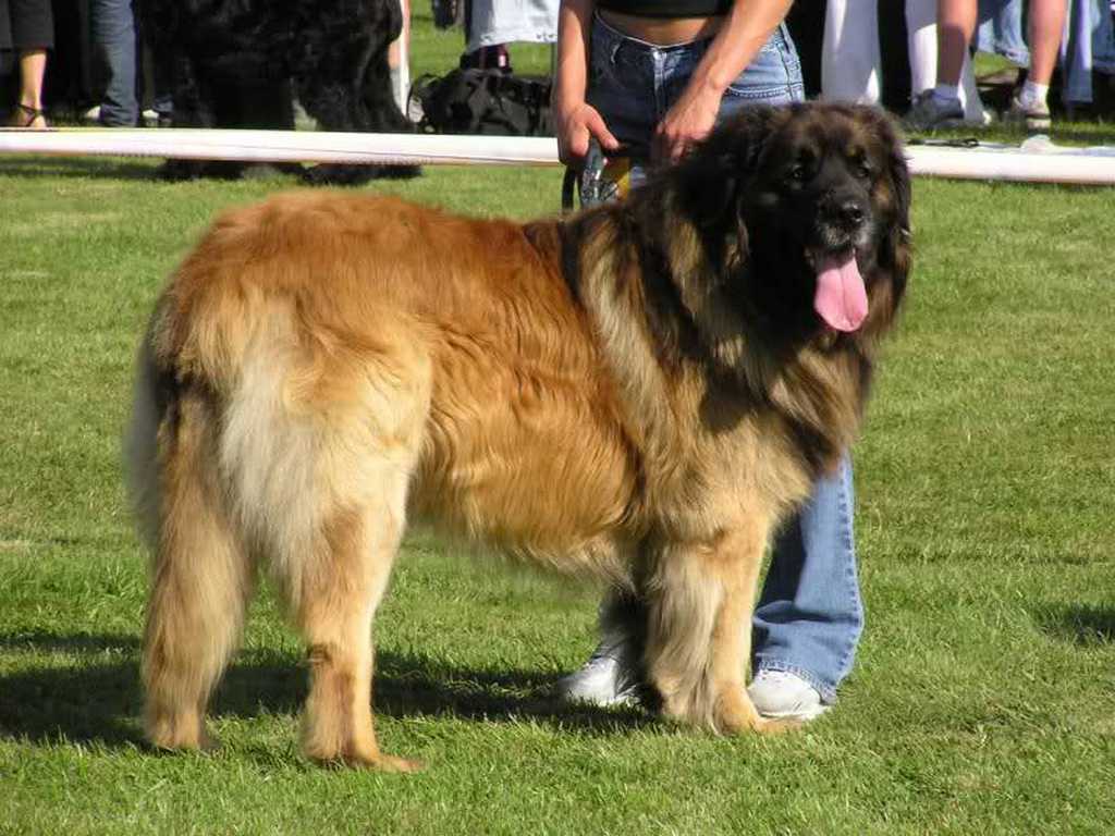 The Giant Leonberger Dog “The New Lion” (9)