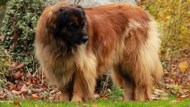 The Giant Leonberger Dog “The New Lion”1 5 Hottest Facts About Giant Leonberger Dog “The New Lion” - 1
