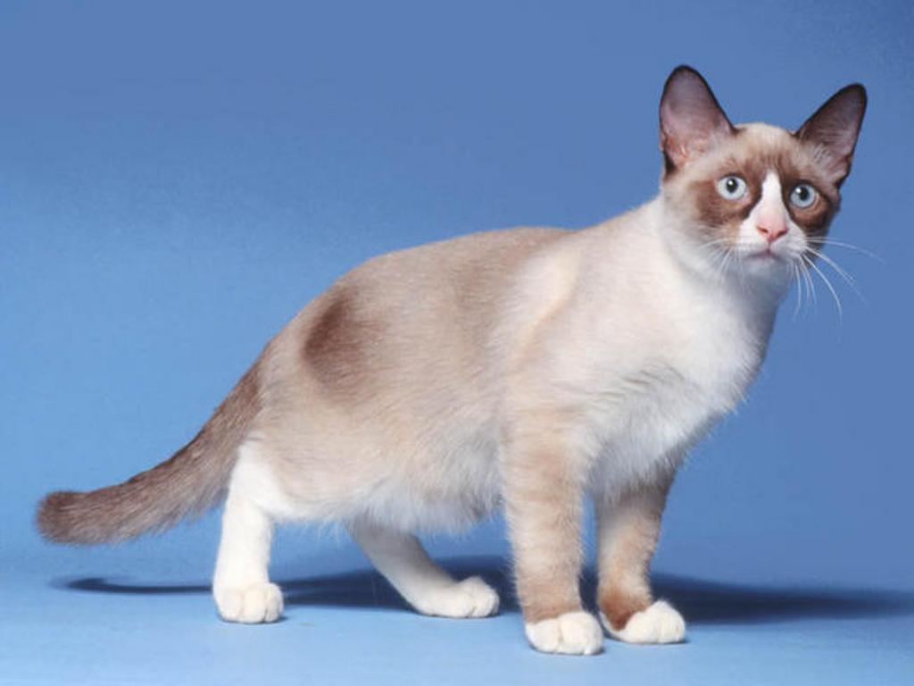 The-Rare-Snowshoe-Cat-Its-Unique-Characteristics-12 The Rare Snowshoe Cat & Its Unique Characteristics