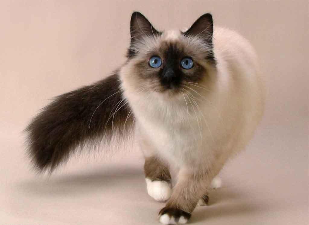 The-Rare-Snowshoe-Cat-Its-Unique-Characteristics-13 The Rare Snowshoe Cat & Its Unique Characteristics
