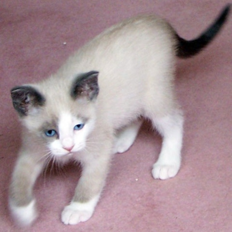 The Rare Snowshoe Cat & Its Unique Characteristics