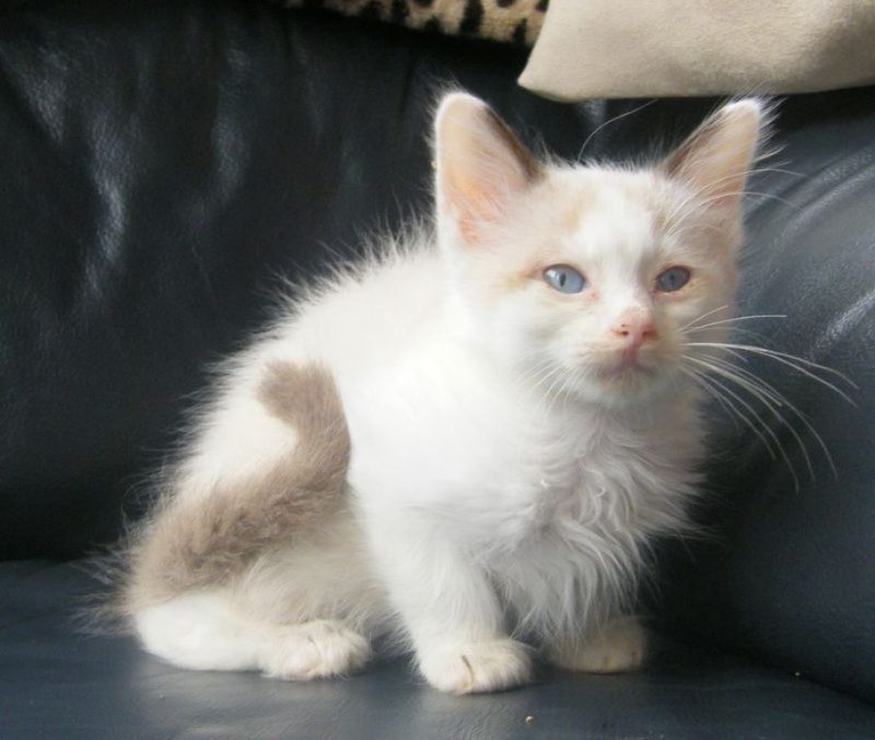 The Rare Snowshoe Cat & Its Unique Characteristics