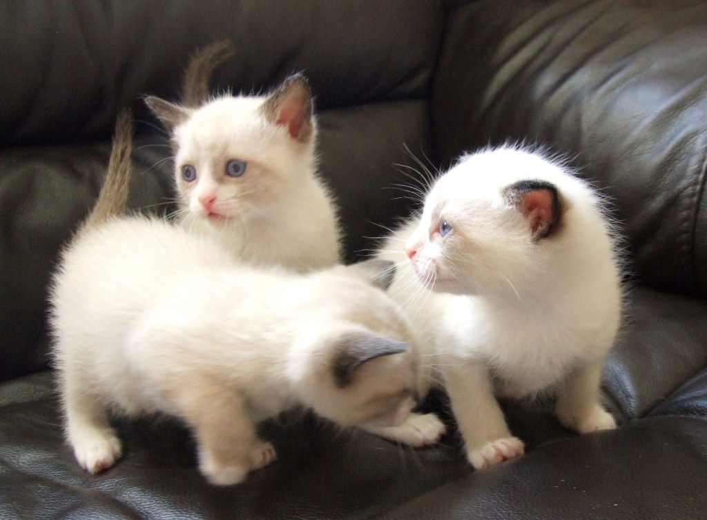 The Rare Snowshoe Cat & Its Unique Characteristics