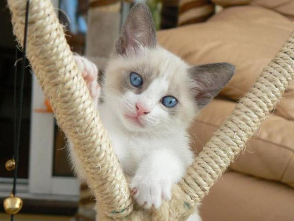 The Rare Snowshoe Cat & Its Unique Characteristics Pouted Magazine