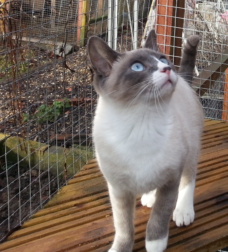 The Rare Snowshoe Cat & Its Unique Characteristics