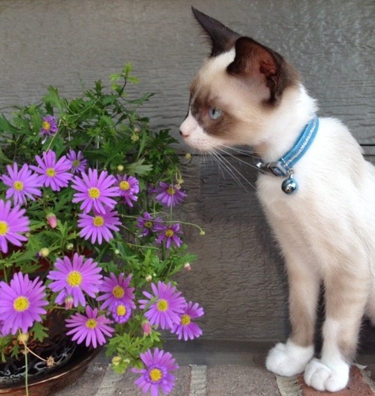 The Rare Snowshoe Cat & Its Unique Characteristics