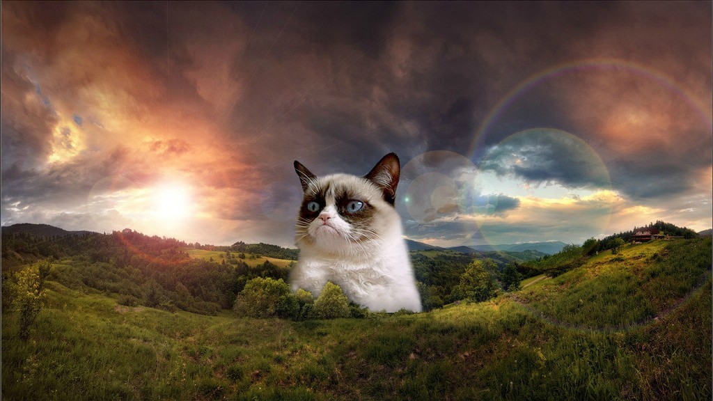 The Rare Snowshoe Cat & Its Unique Characteristics 31 The Rare Snowshoe Cat & Its Unique Characteristics (30)