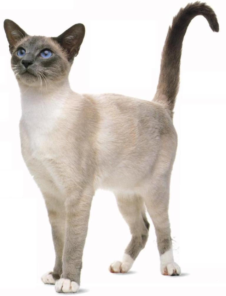 The Rare Snowshoe Cat & Its Unique Characteristics