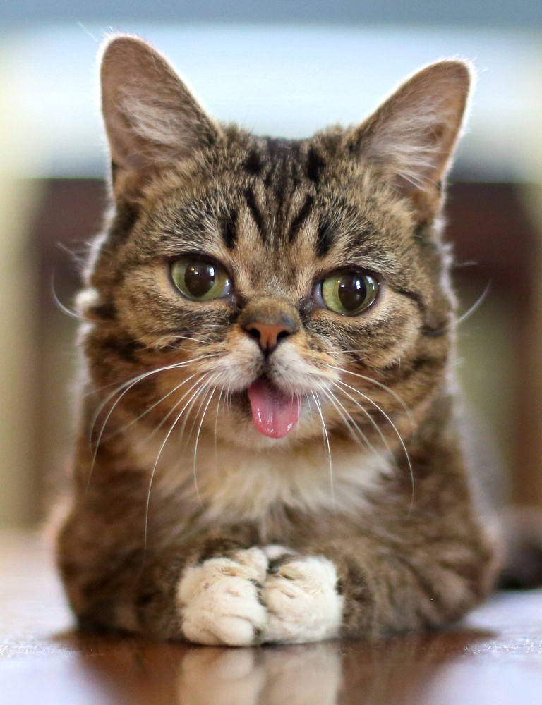 What Is the Secret behind Lil Bub’s Unique Appearance? 2 What Is the Secret behind Lil Bub’s Unique Appearance (1)