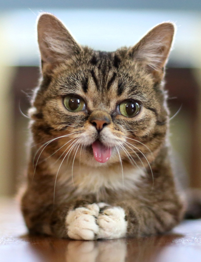 What Is the Secret behind Lil Bub’s Unique Appearance (1)