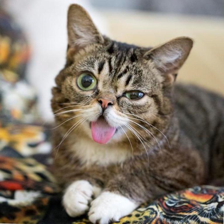 What Is the Secret behind Lil Bub’s Unique Appearance (11)