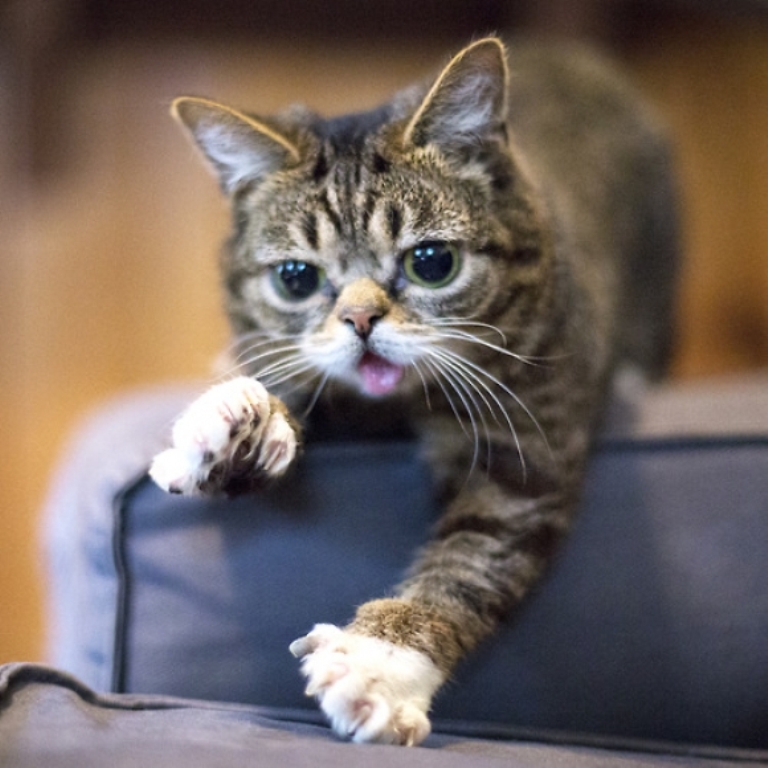 What Is the Secret behind Lil Bub’s Unique Appearance (12)
