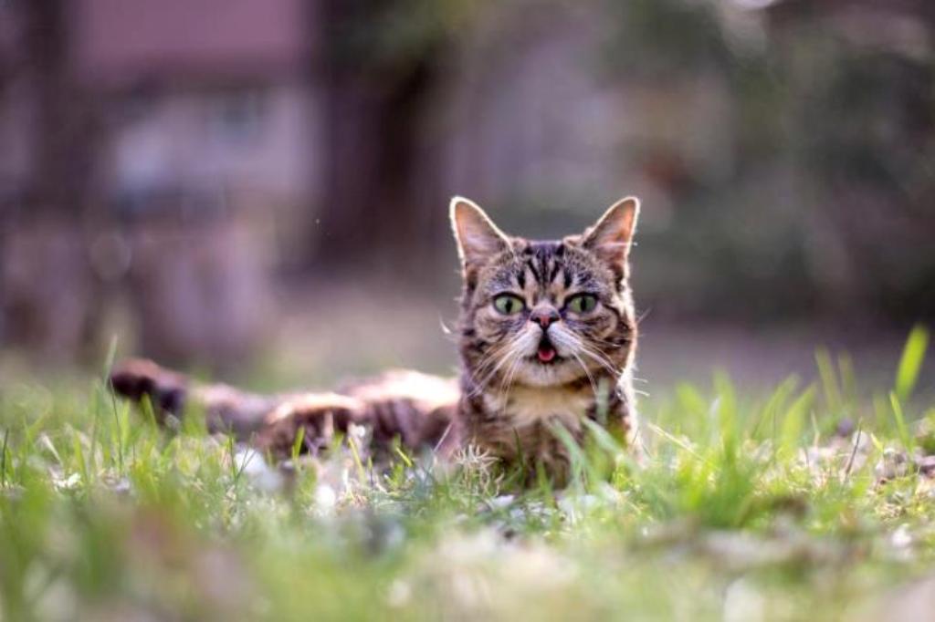 What Is the Secret behind Lil Bub’s Unique Appearance? 14 What Is the Secret behind Lil Bub’s Unique Appearance (13)