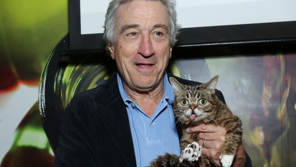 What Is the Secret behind Lil Bub’s Unique Appearance? 16 What Is the Secret behind Lil Bub’s Unique Appearance (14)