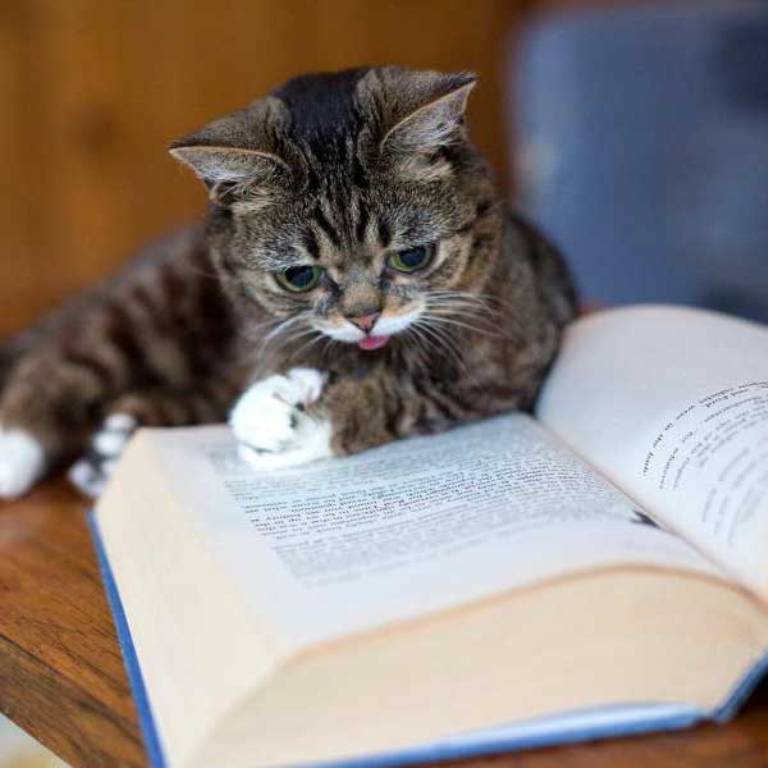 What Is the Secret behind Lil Bub’s Unique Appearance? 15 What Is the Secret behind Lil Bub’s Unique Appearance (15)