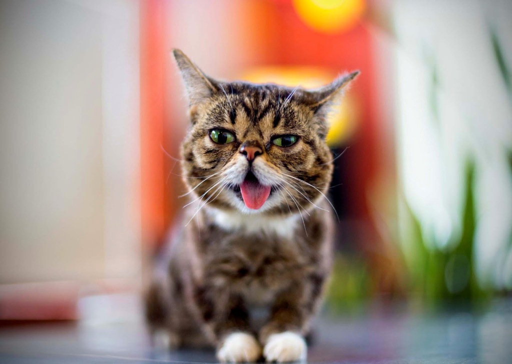 What Is the Secret behind Lil Bub’s Unique Appearance? 17 What Is the Secret behind Lil Bub’s Unique Appearance (16)
