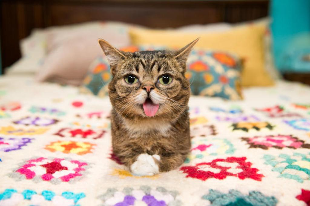 What Is the Secret behind Lil Bub’s Unique Appearance (17)