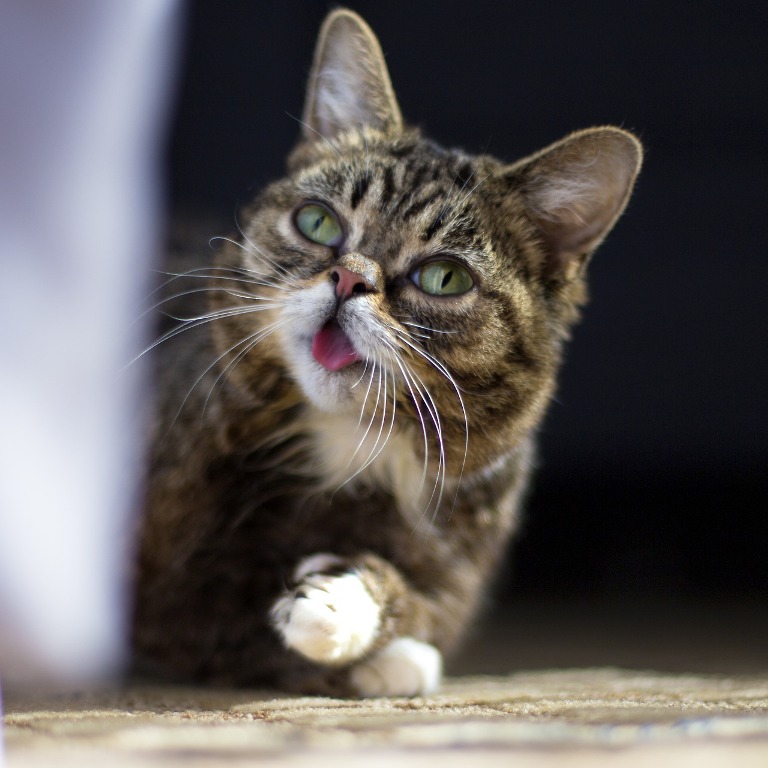 What Is the Secret behind Lil Bub’s Unique Appearance (18)