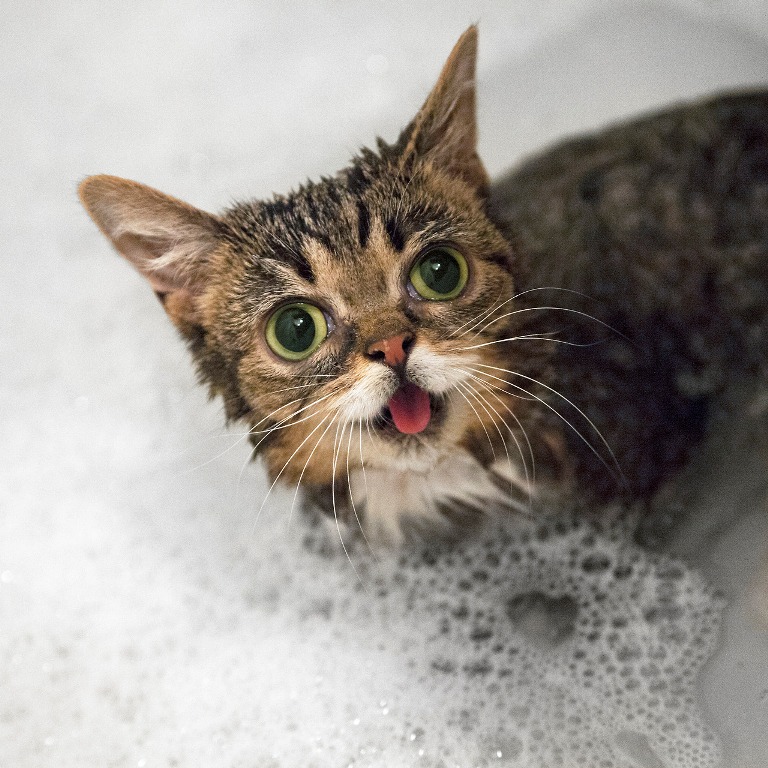 What Is the Secret behind Lil Bub’s Unique Appearance (19)