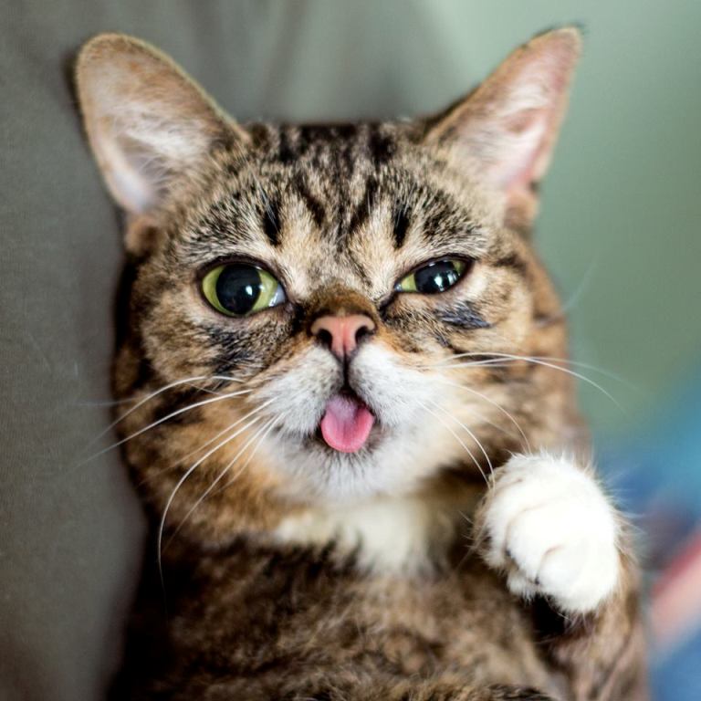 What Is the Secret behind Lil Bub’s Unique Appearance (2)
