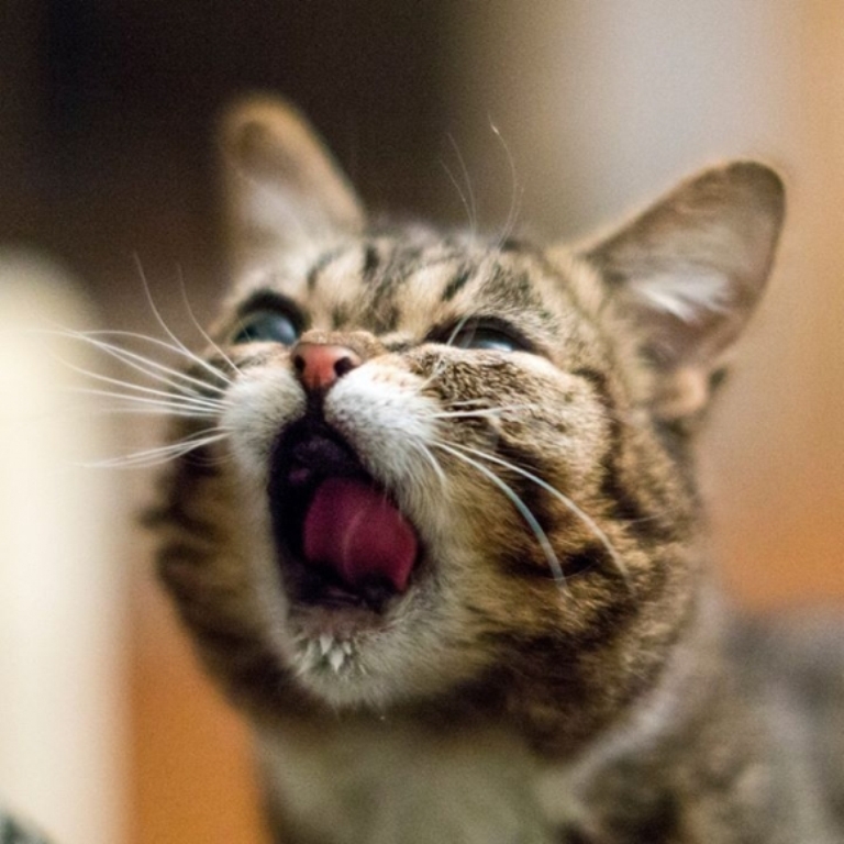 What Is the Secret behind Lil Bub’s Unique Appearance? 21 What Is the Secret behind Lil Bub’s Unique Appearance (20)