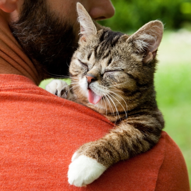 What Is the Secret behind Lil Bub’s Unique Appearance? 22 What Is the Secret behind Lil Bub’s Unique Appearance (21)