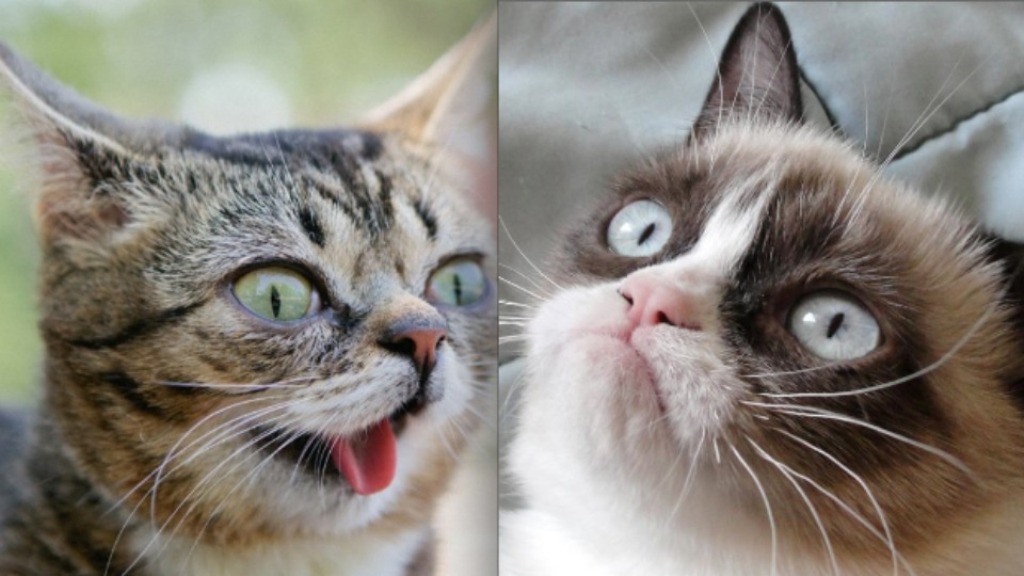 What Is the Secret behind Lil Bub’s Unique Appearance? 24 What Is the Secret behind Lil Bub’s Unique Appearance (23)