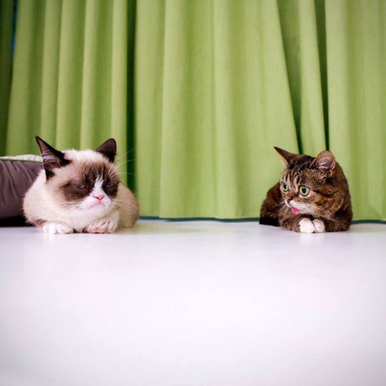 What Is the Secret behind Lil Bub’s Unique Appearance? 25 What Is the Secret behind Lil Bub’s Unique Appearance (24)
