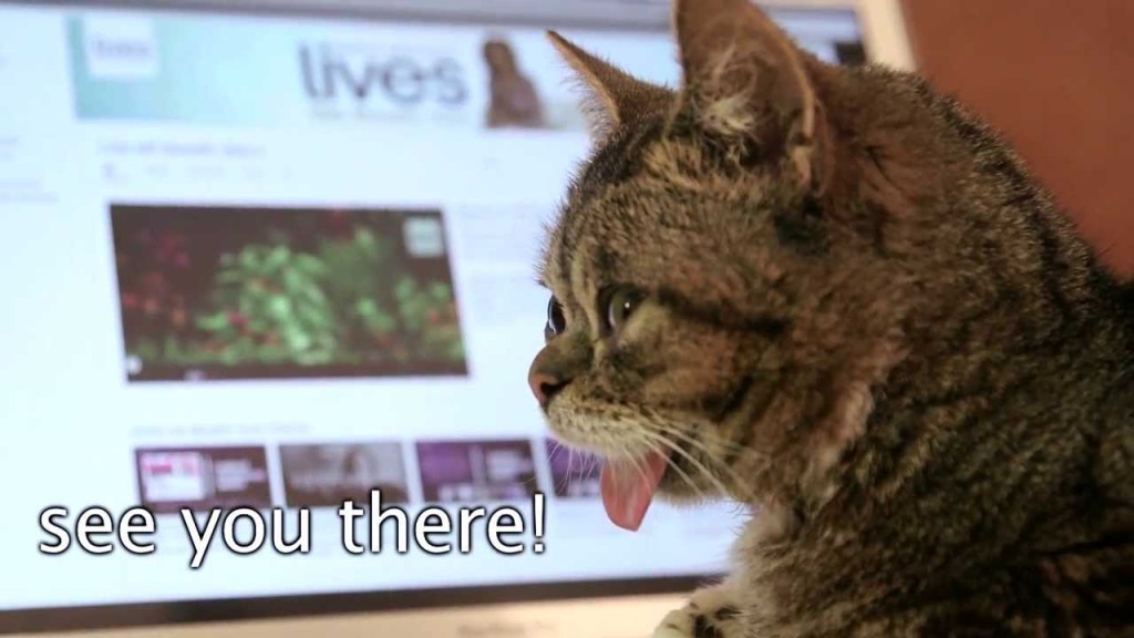 What Is the Secret behind Lil Bub’s Unique Appearance (25)