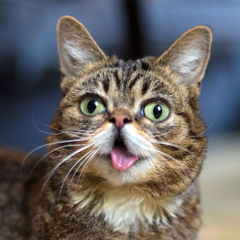 What Is the Secret behind Lil Bub’s Unique Appearance (3)