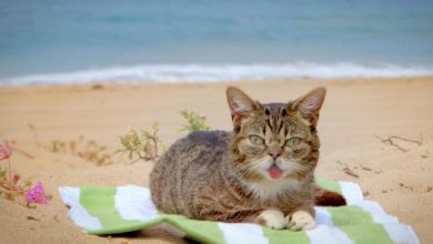 What Is the Secret behind Lil Bub’s Unique Appearance? 87 What Is the Secret behind Lil Bub’s Unique Appearance What Is the Secret behind Lil Bub’s Unique Appearance? - 4