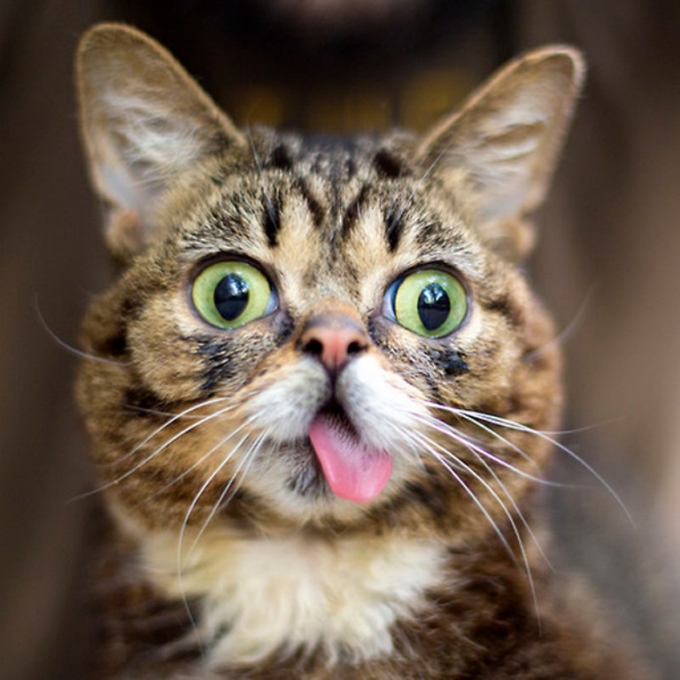 What Is the Secret behind Lil Bub’s Unique Appearance? 5 What Is the Secret behind Lil Bub’s Unique Appearance (4)