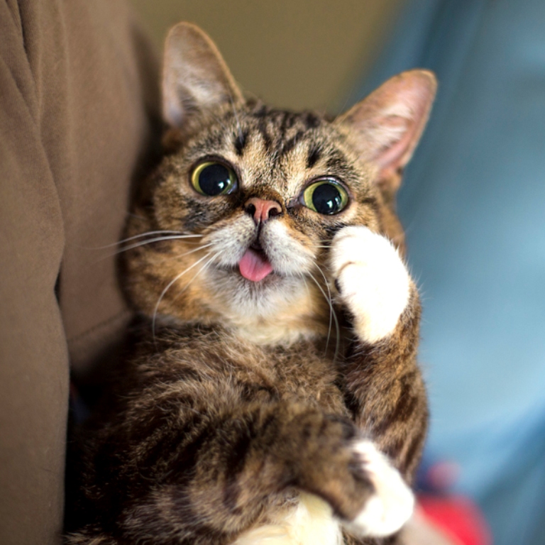 What Is the Secret behind Lil Bub’s Unique Appearance (5)