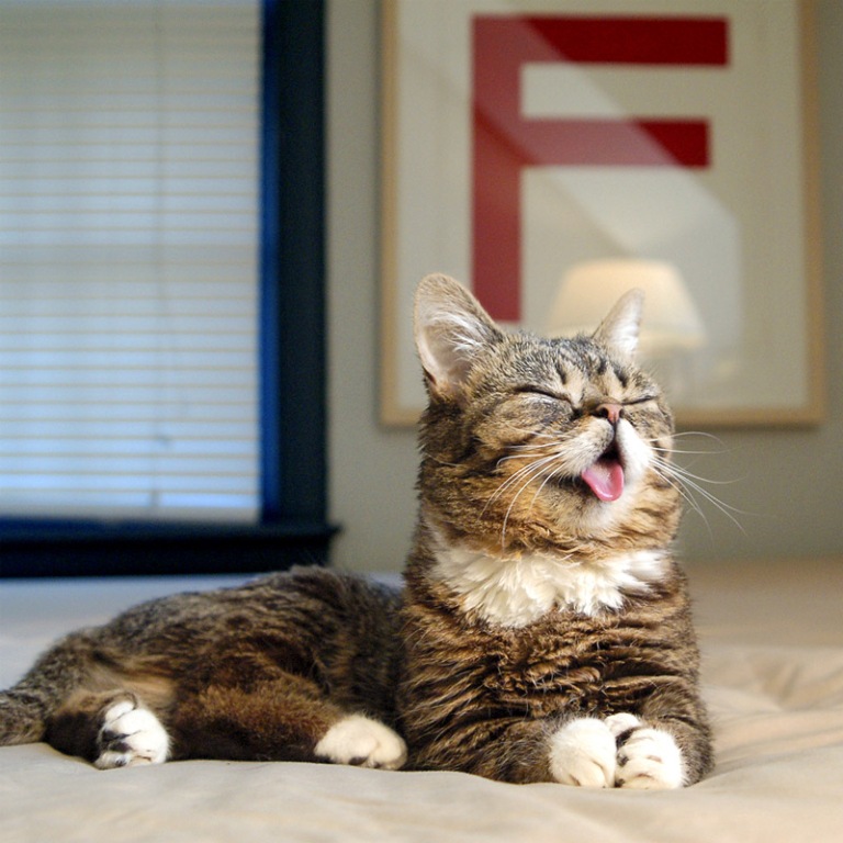 What Is the Secret behind Lil Bub’s Unique Appearance (6)