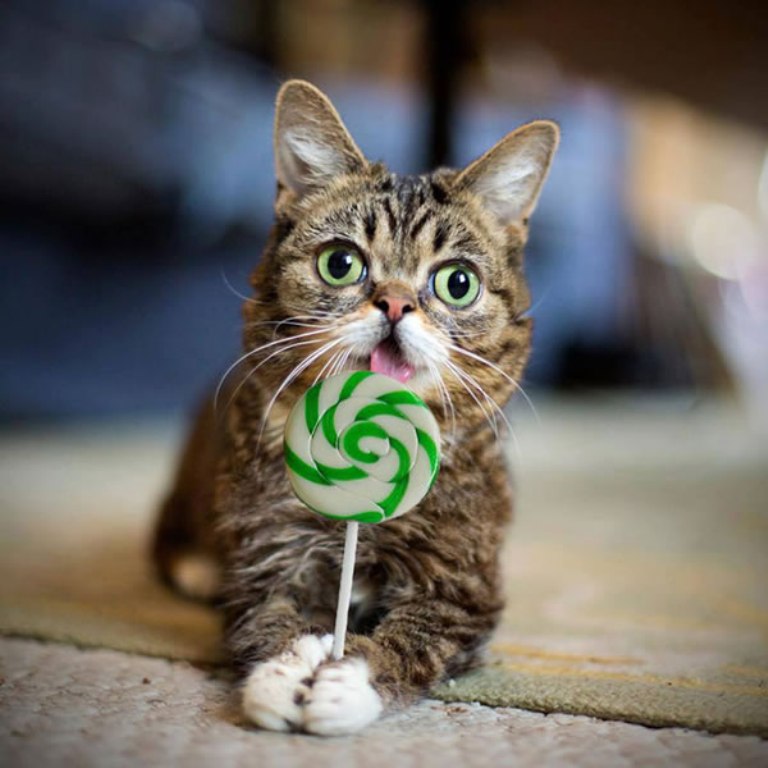 What Is the Secret behind Lil Bub’s Unique Appearance (7)